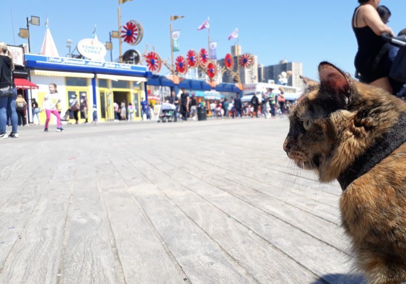 Cat looking out over the boardwalk of Coney Island