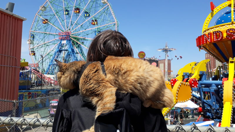 Cat on someone's shoulders looking at the Wonder Wheel out at Coney Island