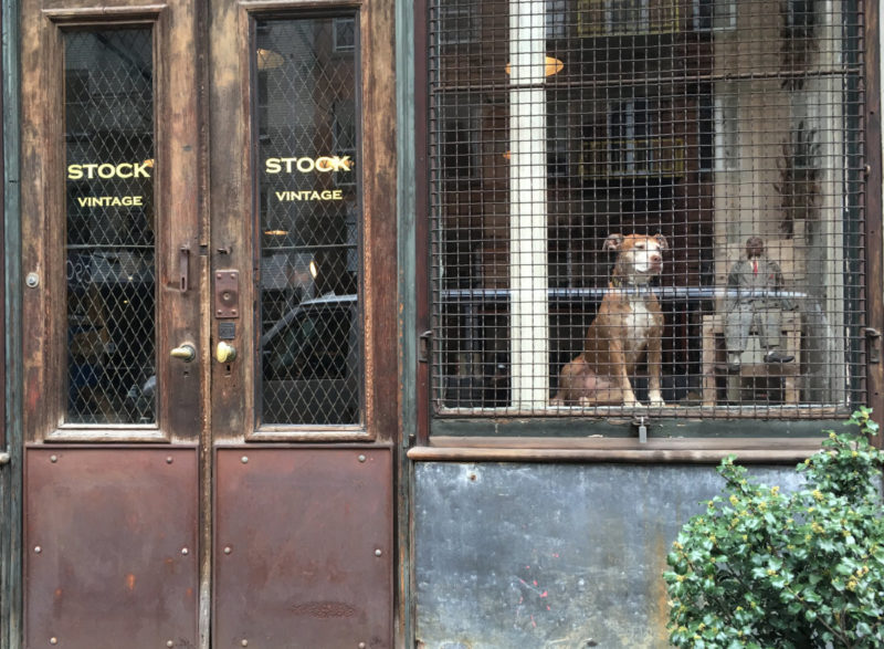 Hond in the window of a shop on East 13th street, NY