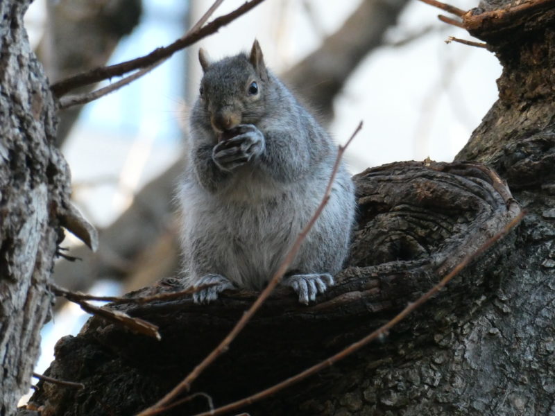 Photo of a squirrel in Madison park eating a nut
