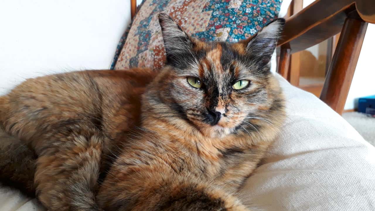 Photo of an intimidatig looking tortoiseshell kitty on a cushion